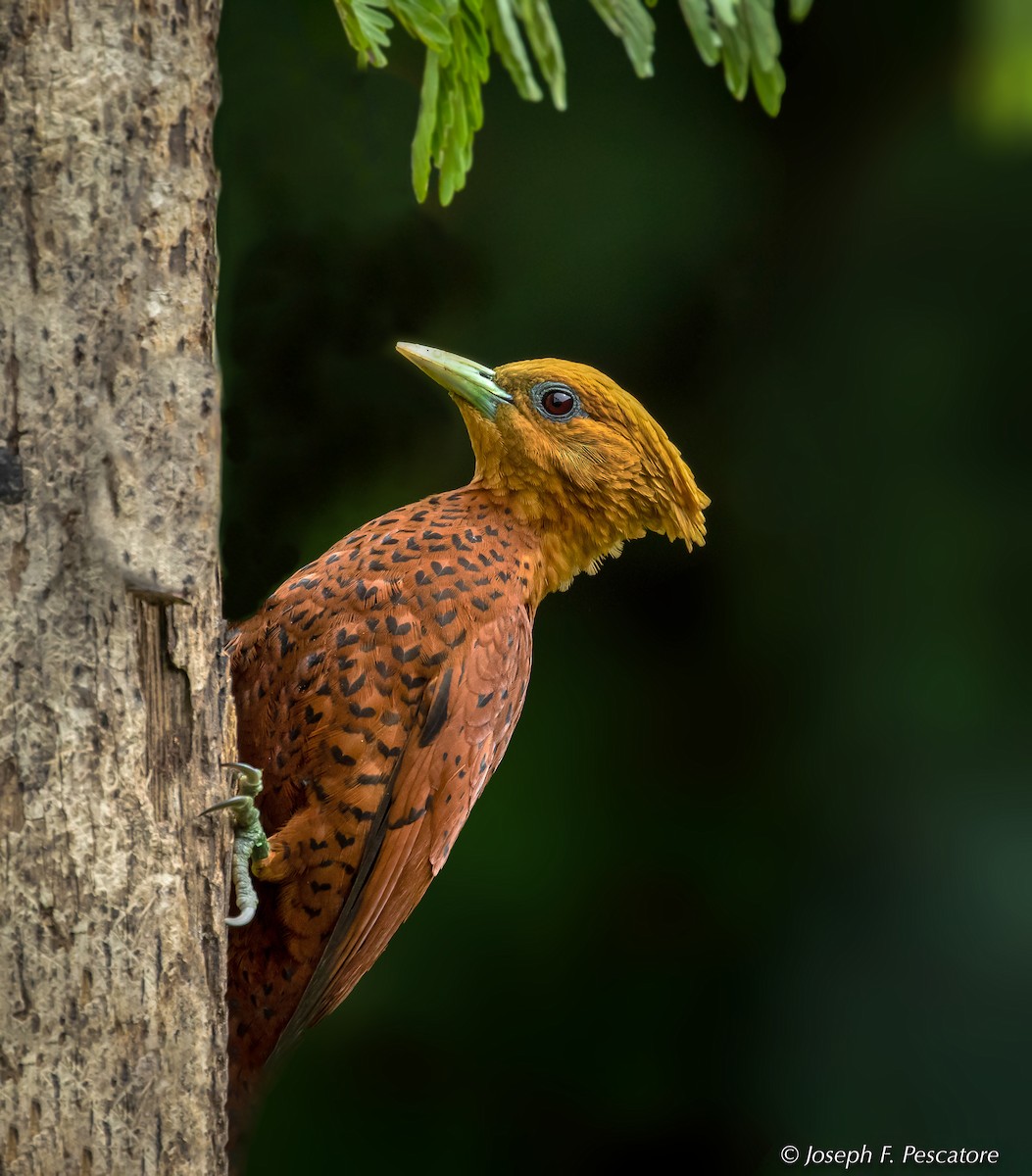 Chestnut-colored Woodpecker - ML141438961