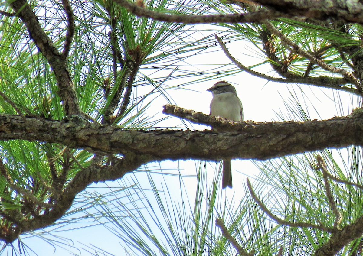 Chipping Sparrow - ML141439071