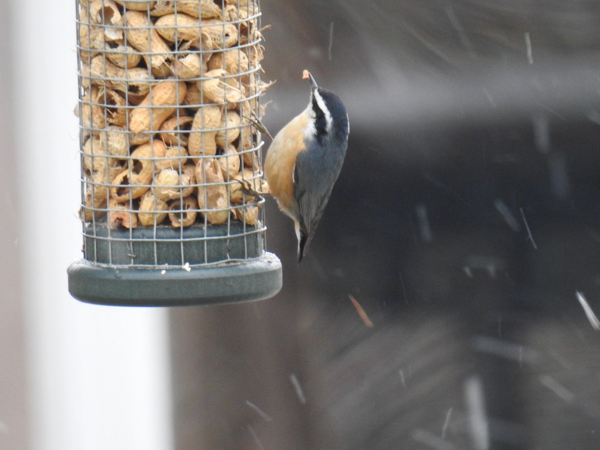Red-breasted Nuthatch - James Holsinger