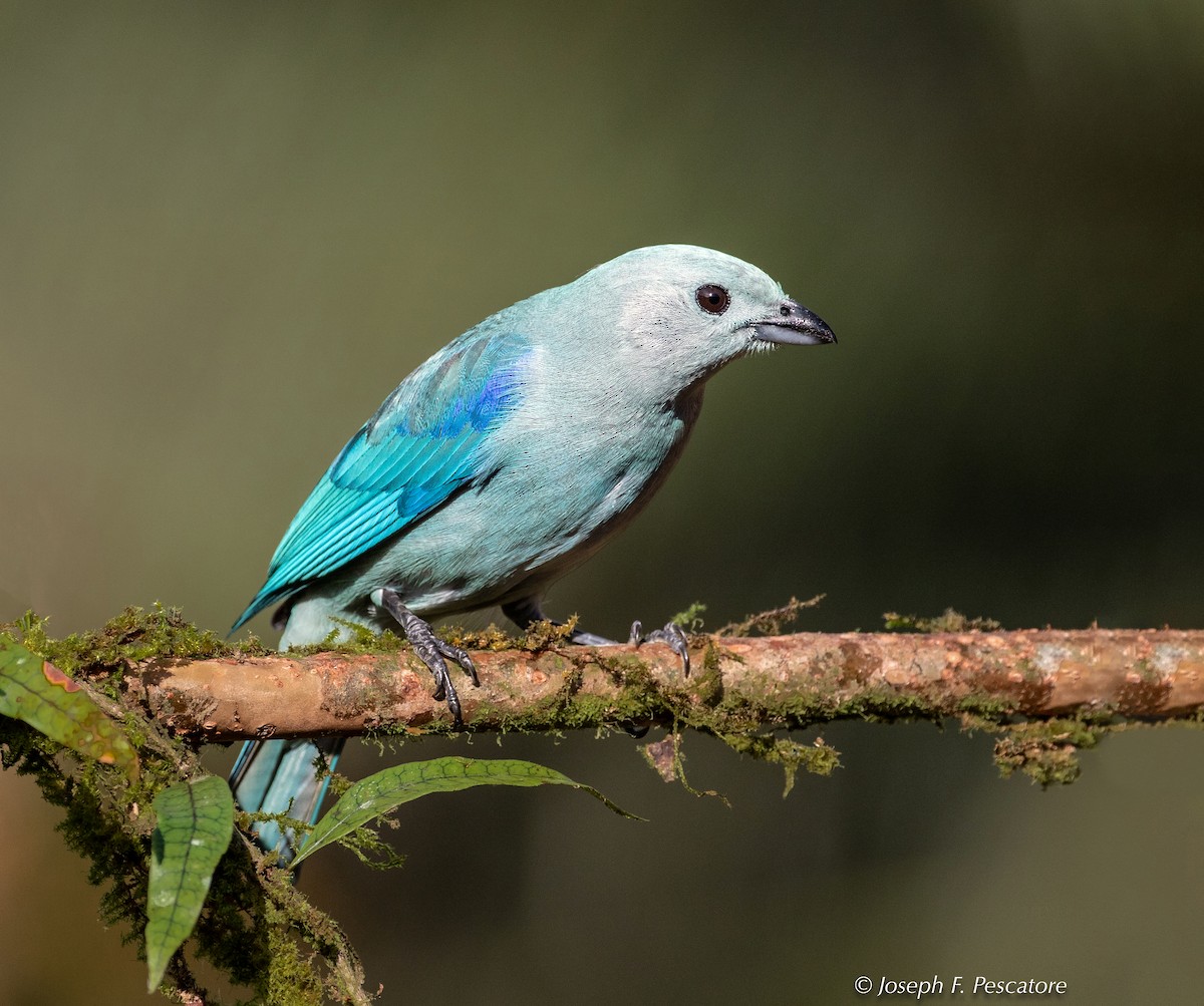 Blue-gray Tanager - ML141441011
