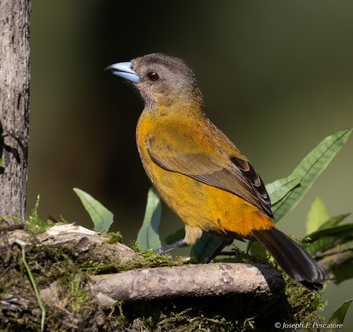Scarlet-rumped Tanager (Passerini's) - ML141441201