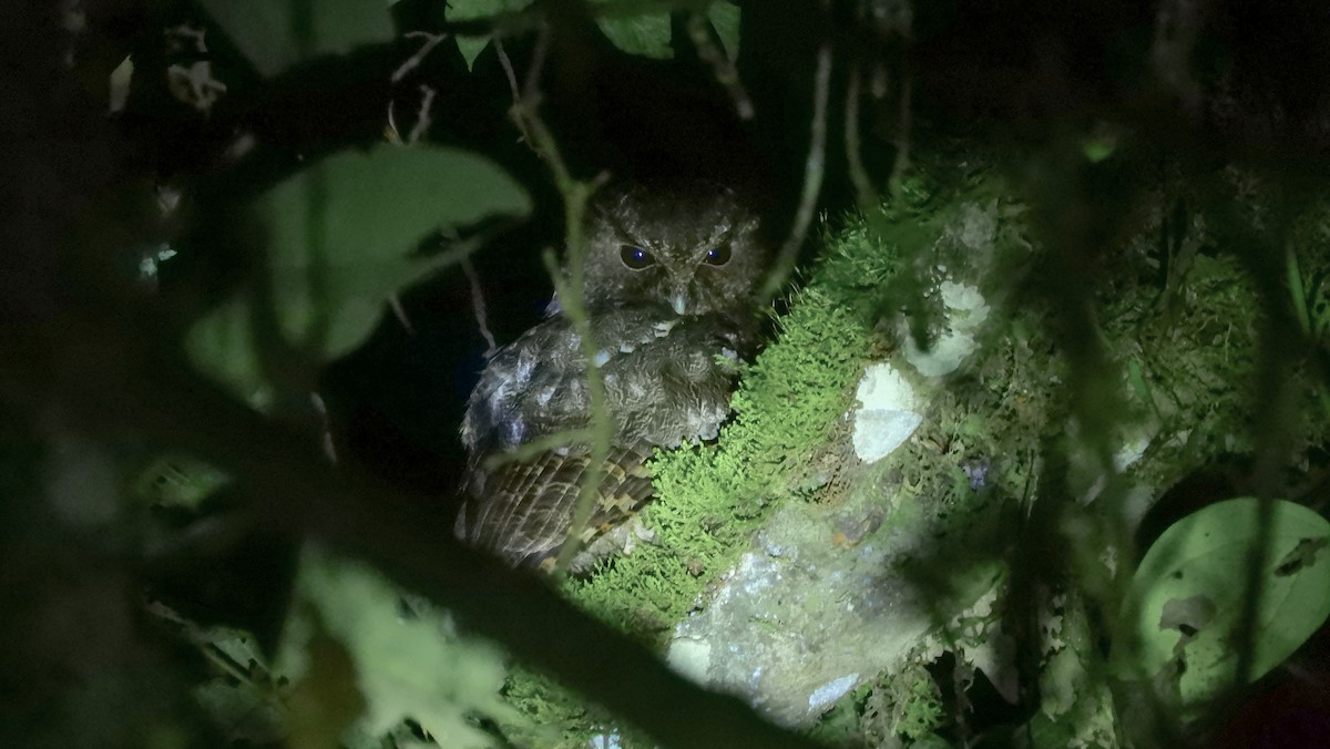 Rufescent Screech-Owl (Colombian) - ML141441321