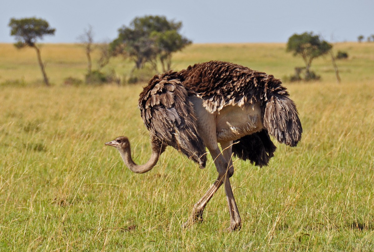 Common Ostrich - Heather Lauer