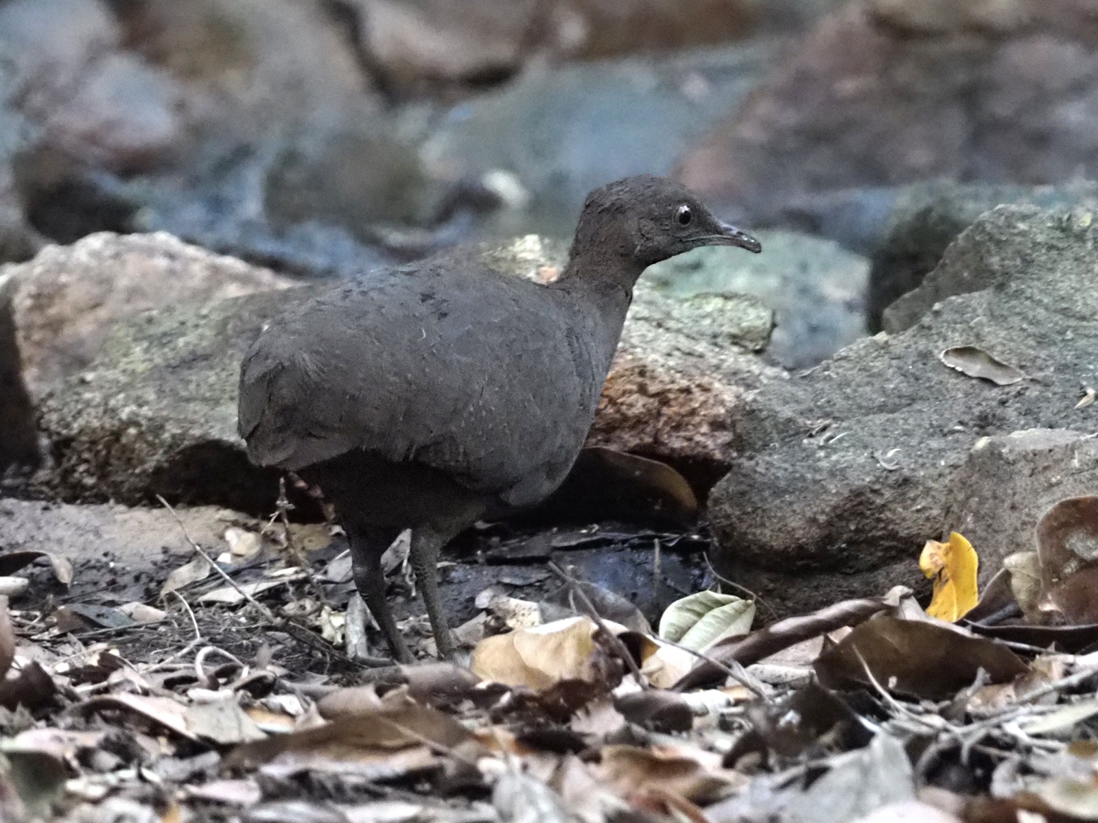Tinamu Sombrio Ebird Colombia