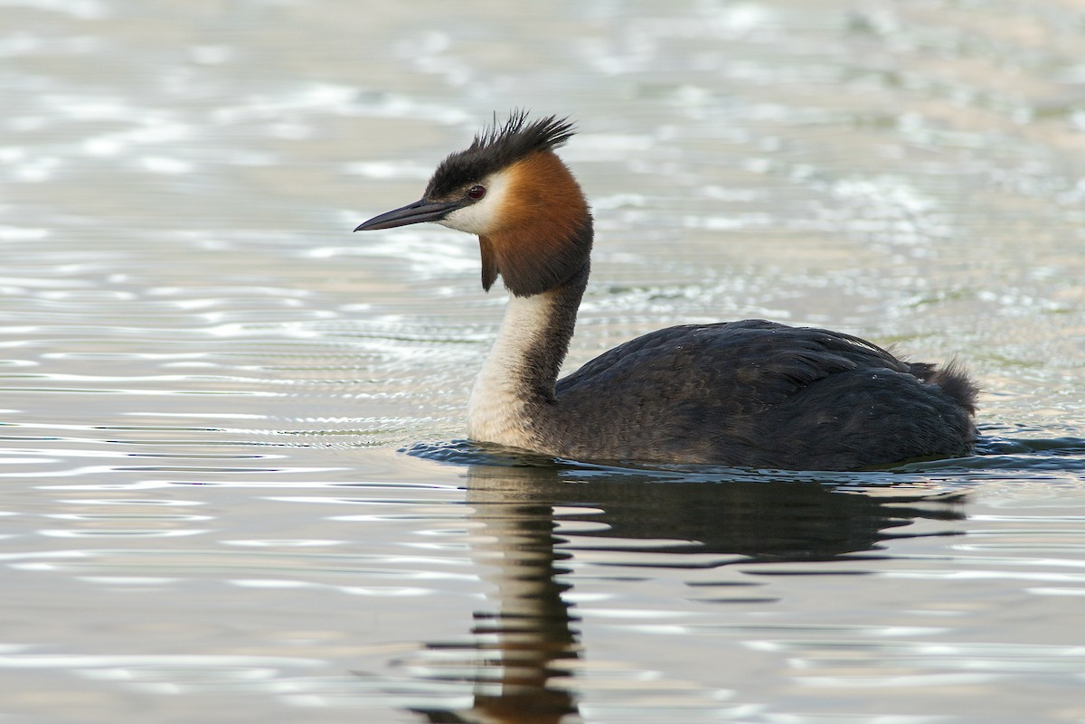 Great Crested Grebe - Ian Routley