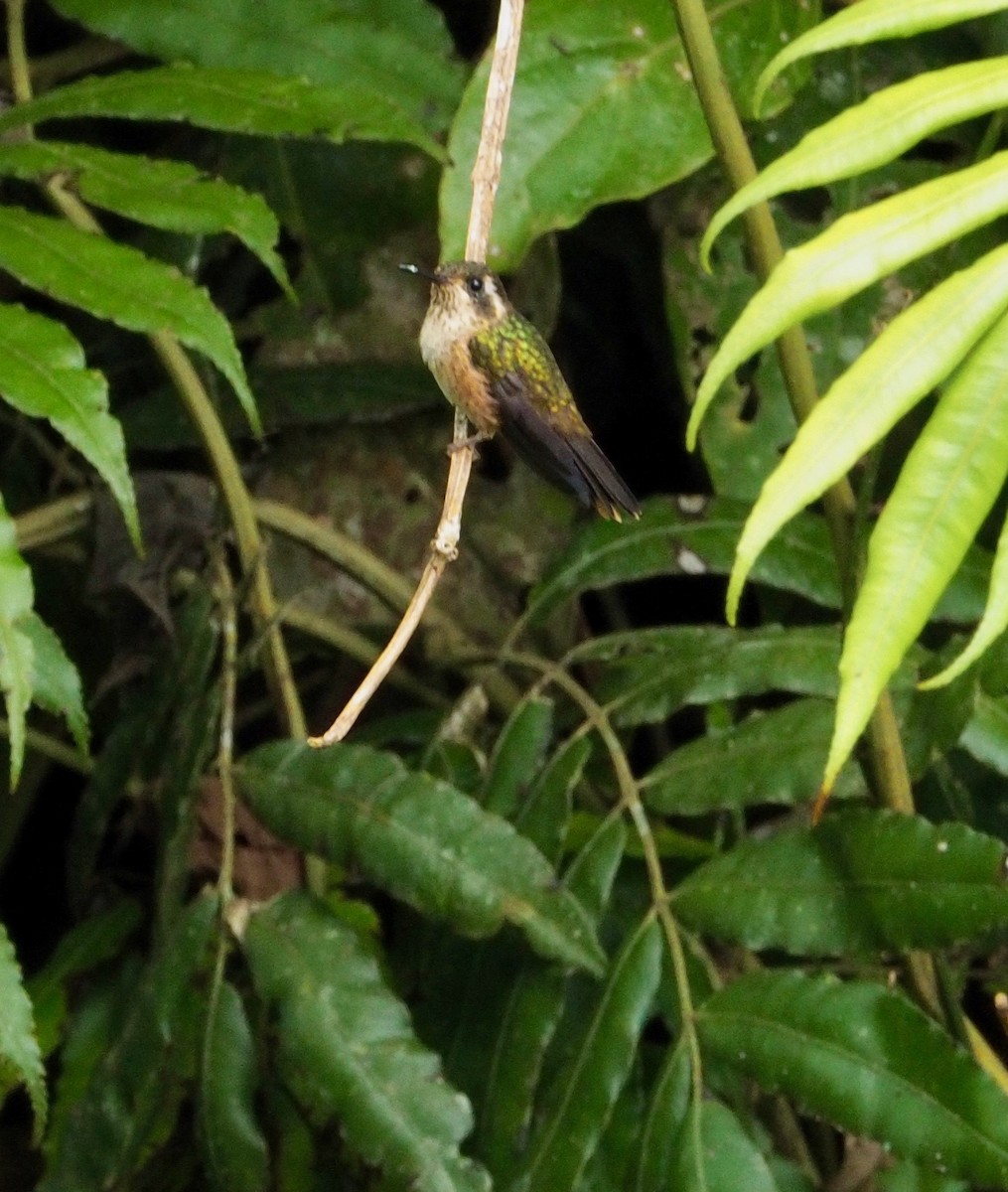 Speckled Hummingbird - Geraint Langford