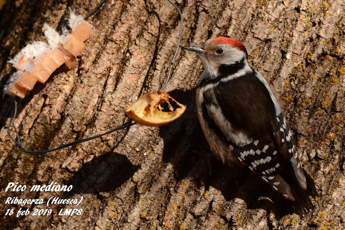 Middle Spotted Woodpecker - ML141443031