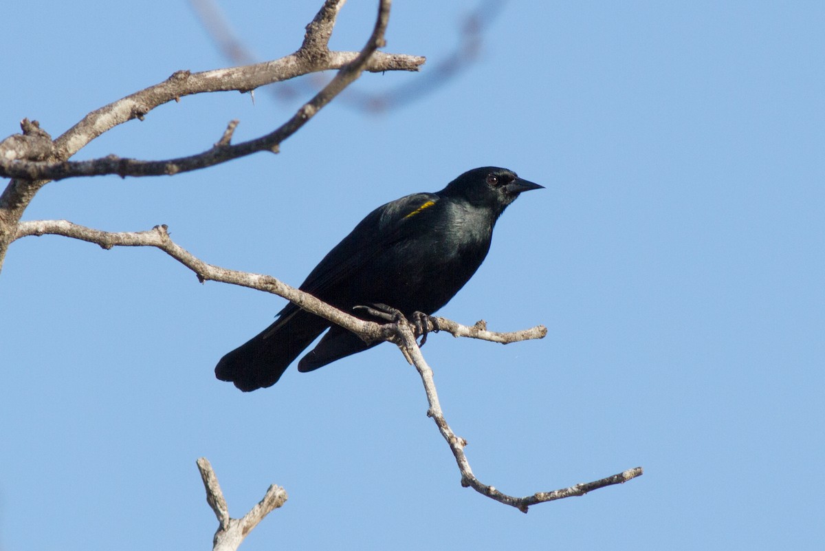 Yellow-shouldered Blackbird - ML141443081