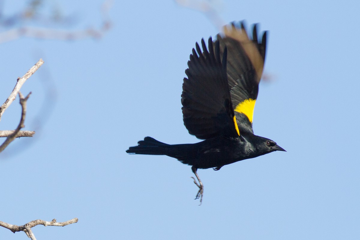 Yellow-shouldered Blackbird - ML141443091