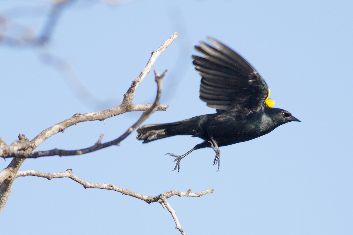 Yellow-shouldered Blackbird - Jeff Gerbracht