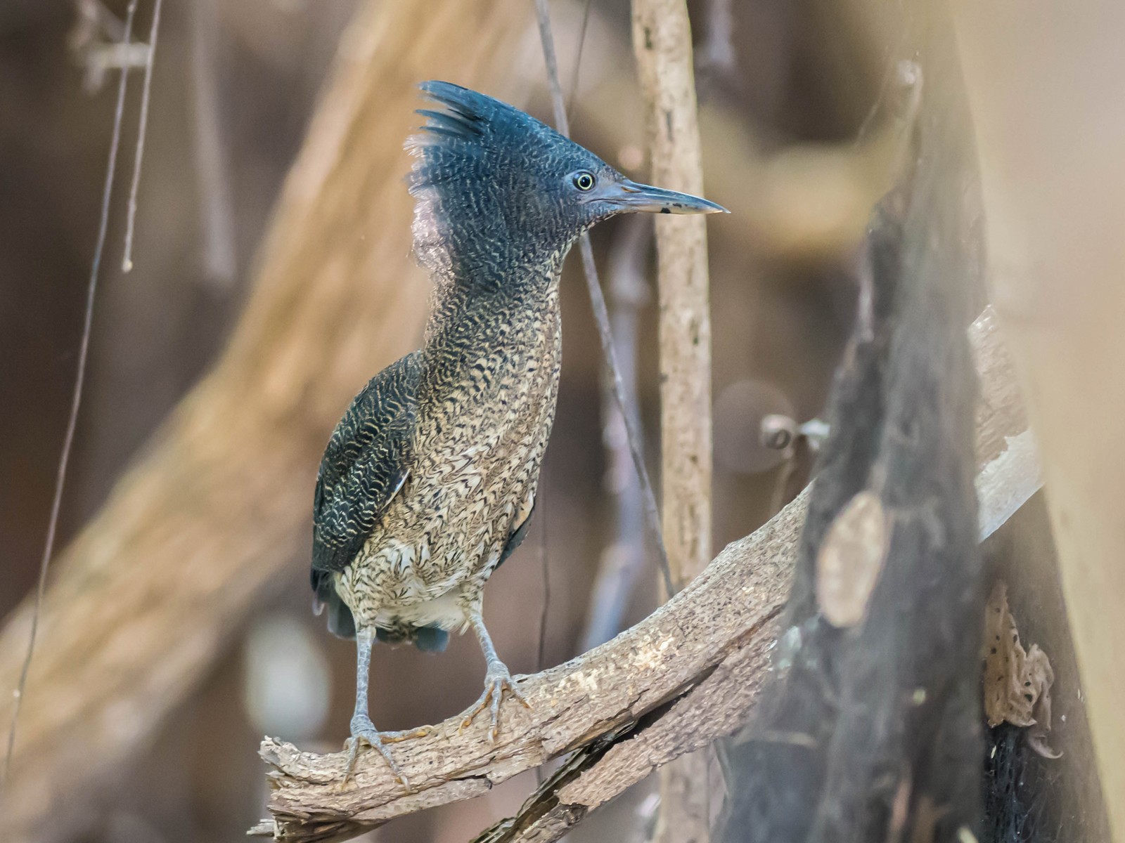 Zigzag Heron - Tim Liguori