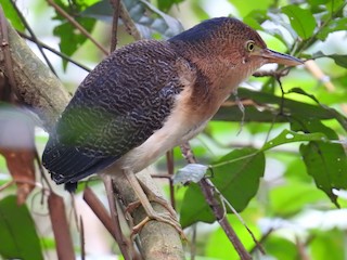 幼鳥 - Rolin Flores Raymondi - ML141443901
