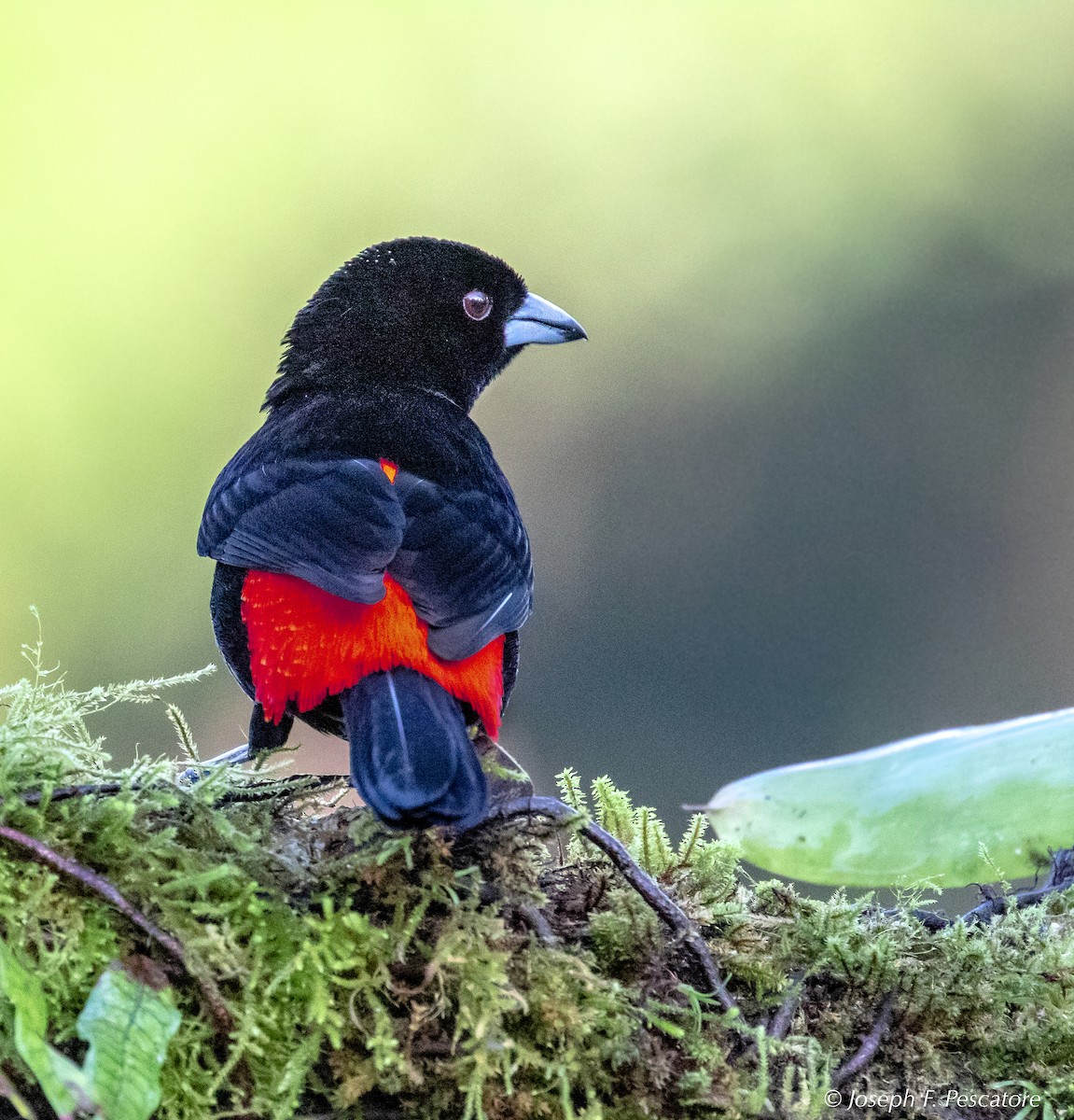 Scarlet-rumped Tanager (Passerini's) - ML141444471