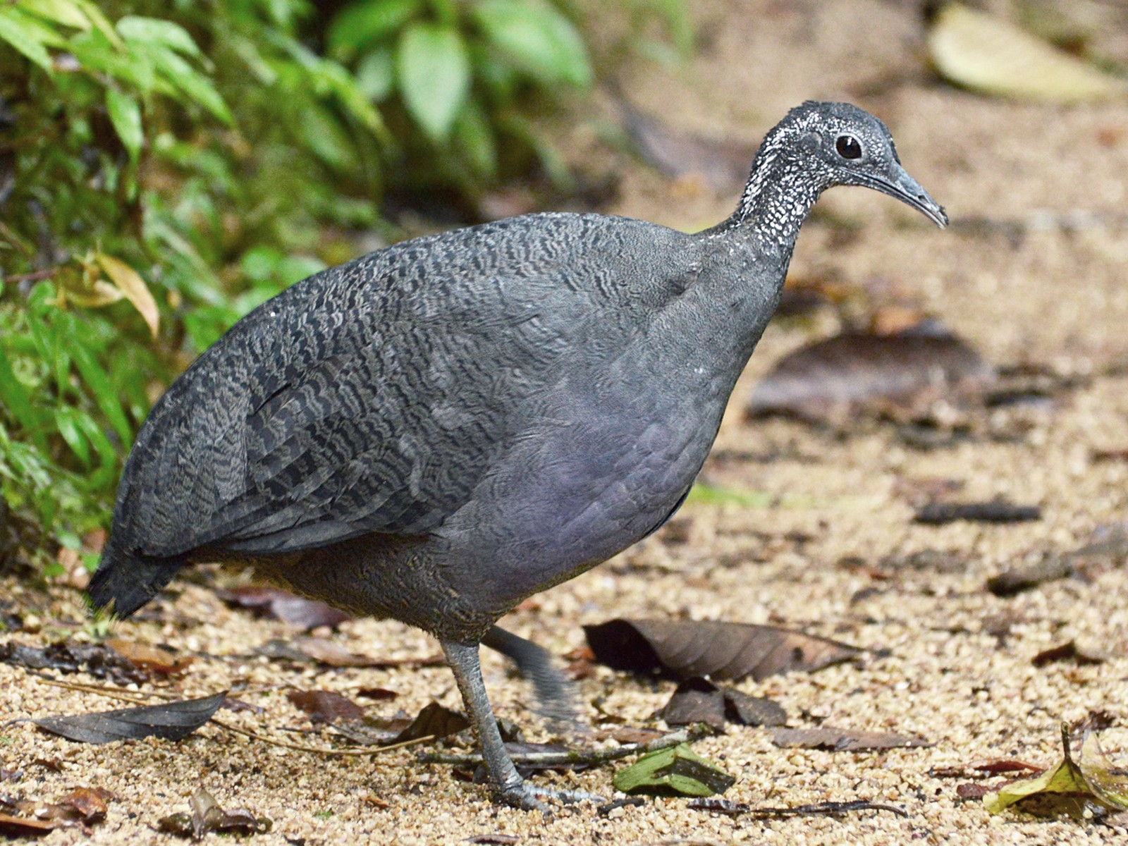 Gray Tinamou - Luis Alberto Salagaje Muela