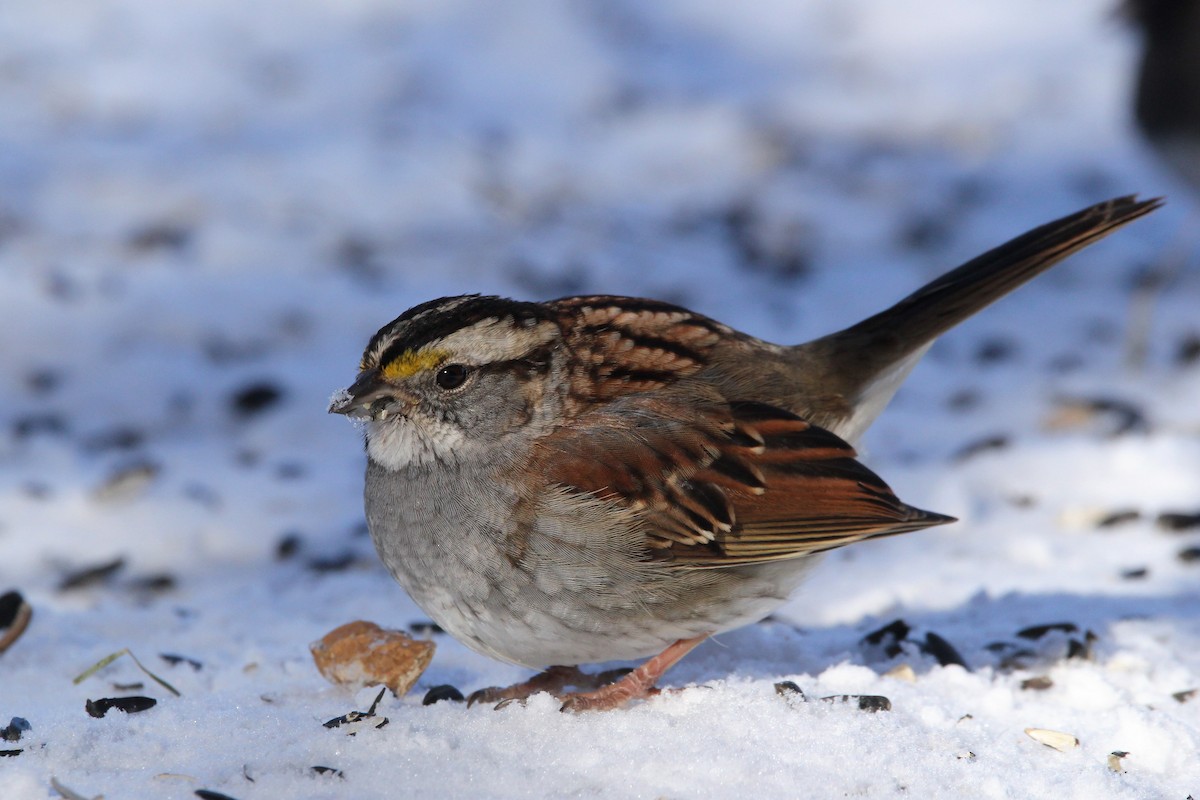 White-throated Sparrow - ML141444941