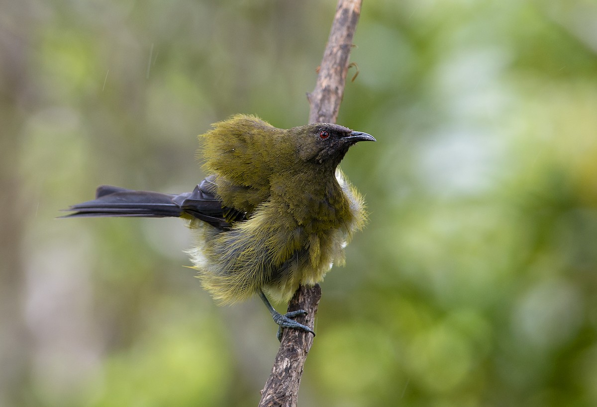 New Zealand Bellbird - Ian Routley