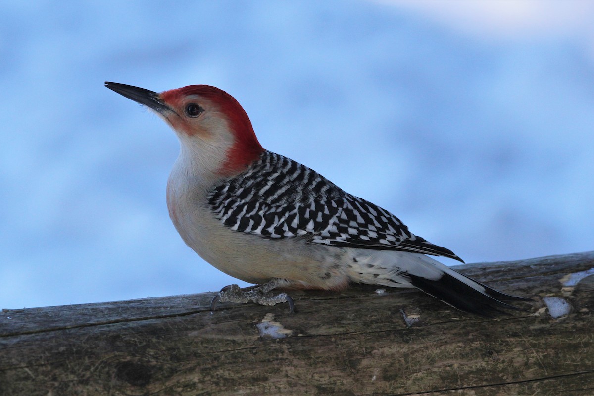Red-bellied Woodpecker - ML141445251