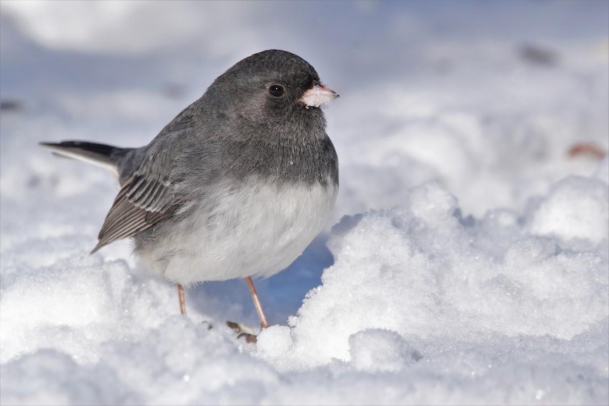 Dark-eyed Junco (Slate-colored) - Quinten Wiegersma