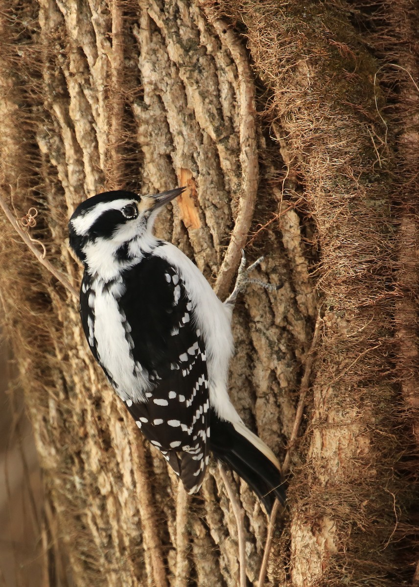 Hairy Woodpecker (Eastern) - Tim Lenz
