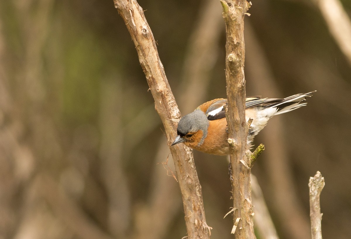 Common Chaffinch - Ian Routley