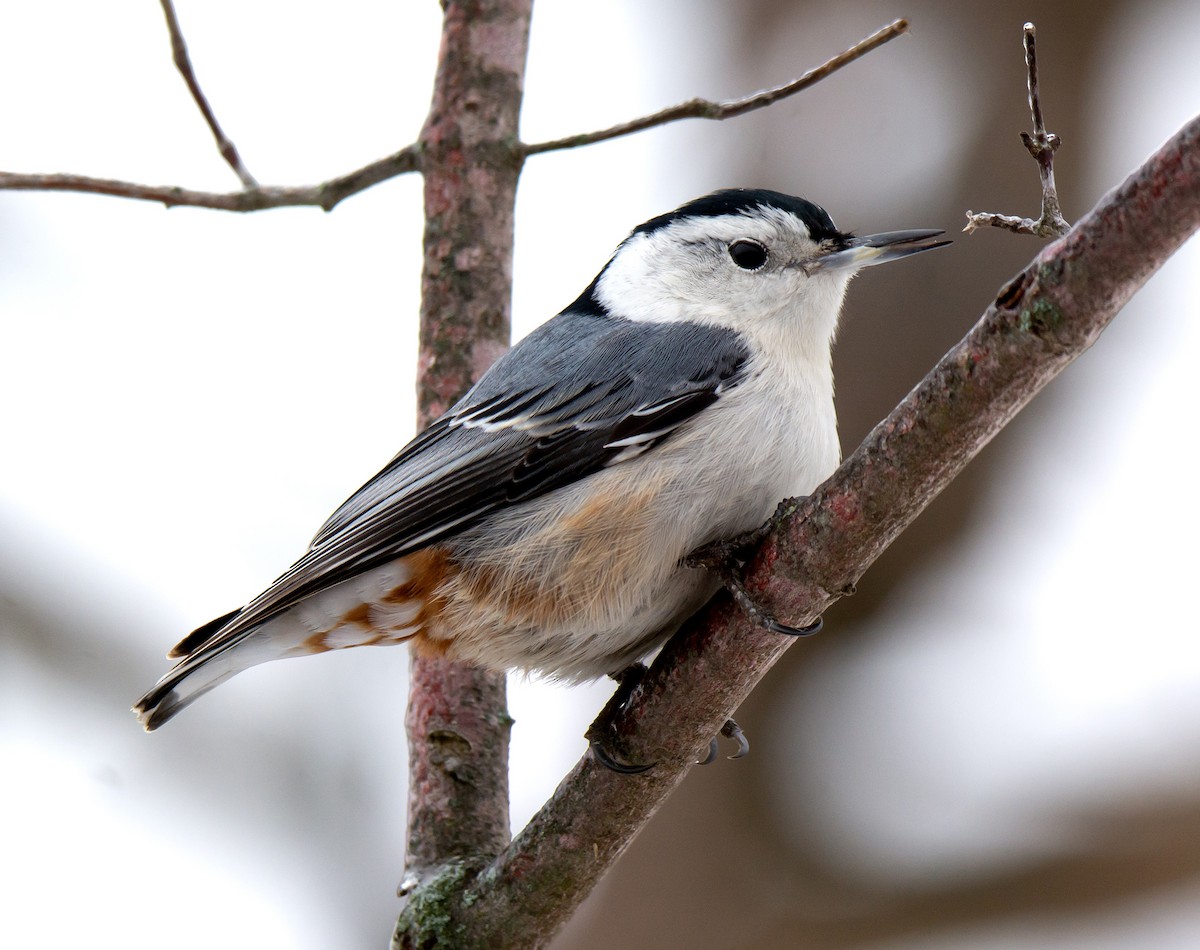 White-breasted Nuthatch - Jack and Shirley Foreman