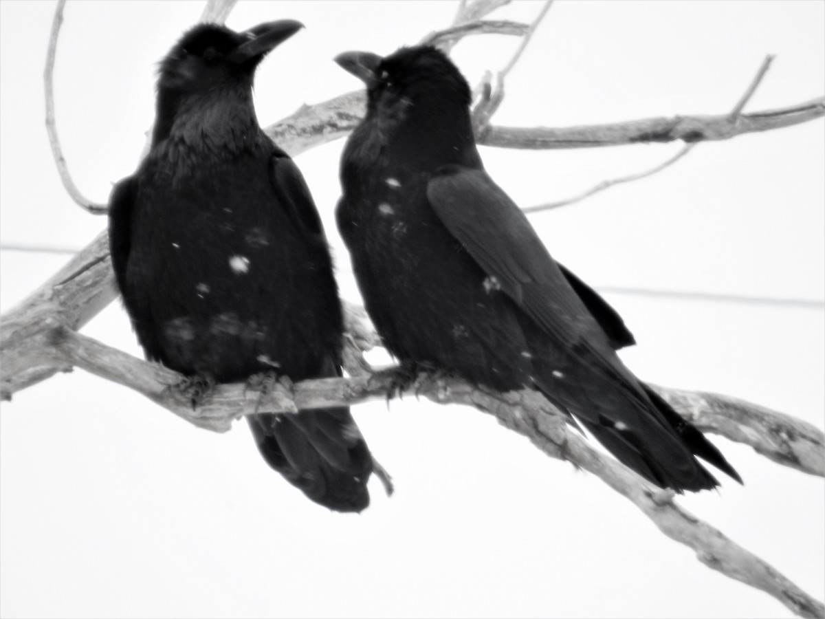 Common Raven - Tina Toth