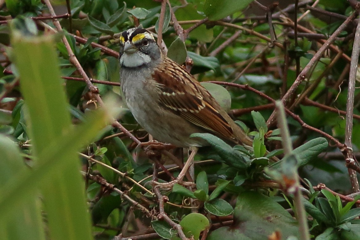 White-throated Sparrow - Robert Mercer