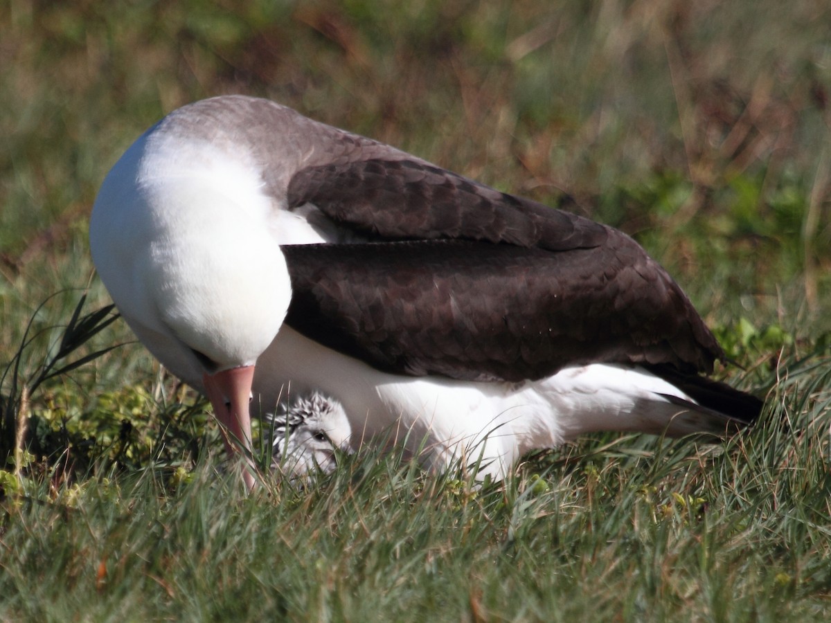 albatros laysanský - ML141454131