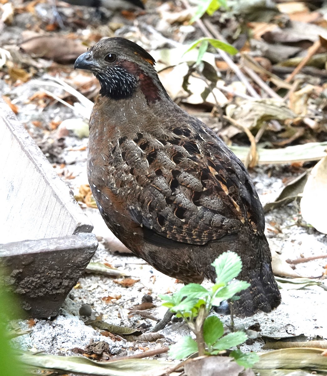 Spotted Wood-Quail - Mark S. Garland