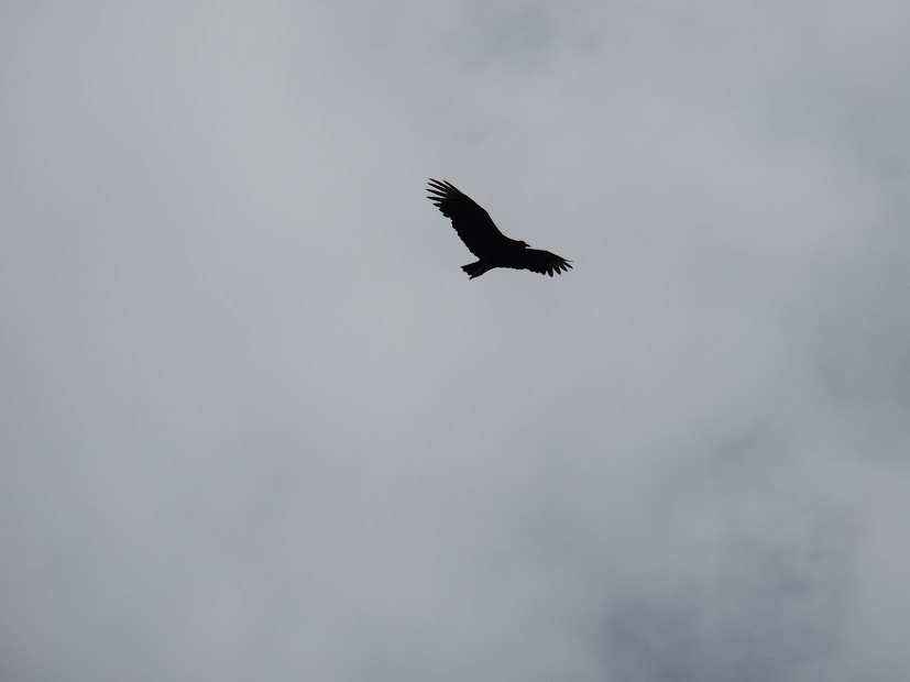 Black Vulture - ML141454531