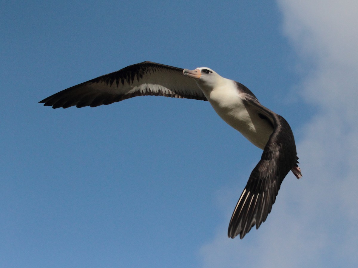 Laysan Albatross - ML141454601