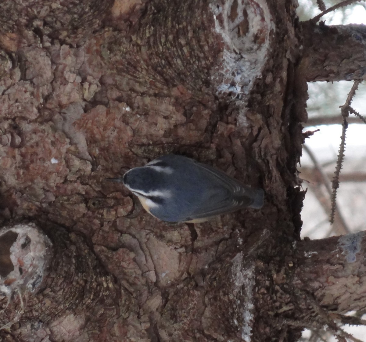 Red-breasted Nuthatch - Anonymous