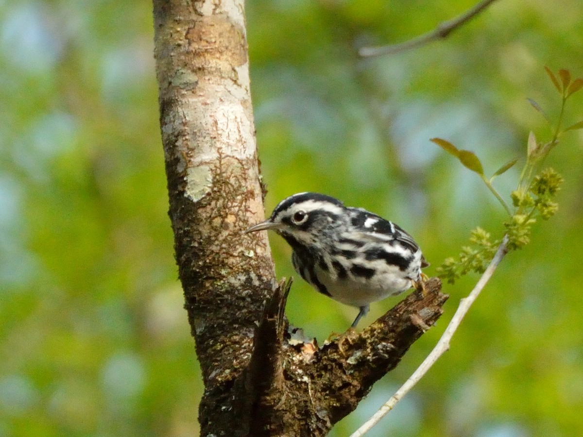 Black-and-white Warbler - ML141460451
