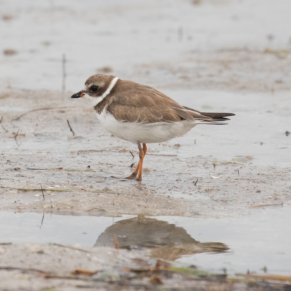 Semipalmated Plover - ML141460571