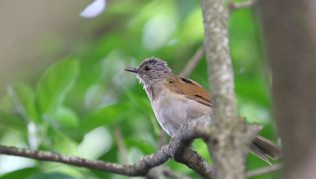 Pale-breasted Thrush - ML141461021