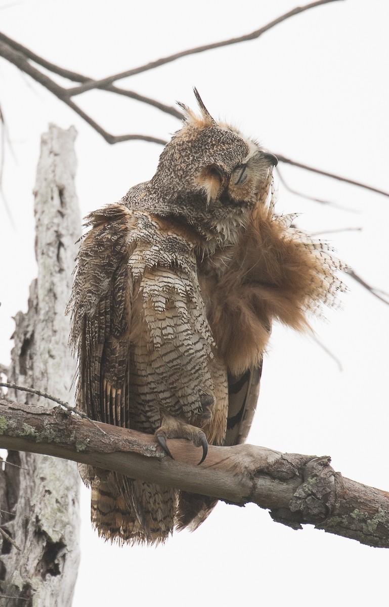 Great Horned Owl - ML141461031