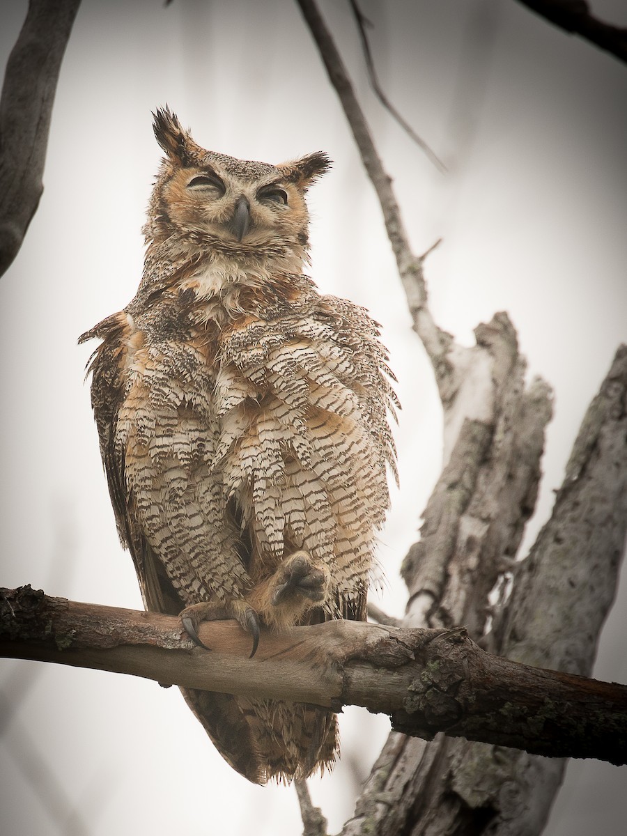 Great Horned Owl - ML141461051