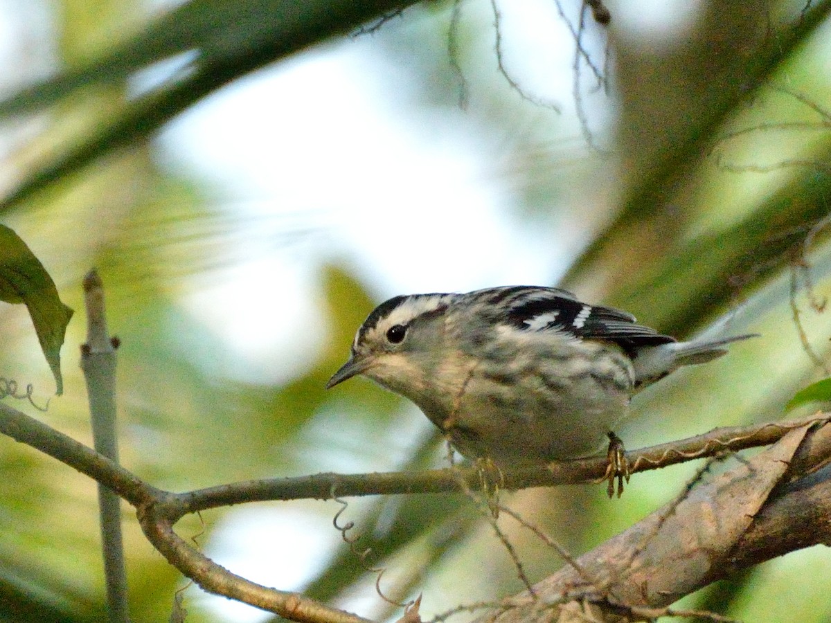 Black-and-white Warbler - ML141461101