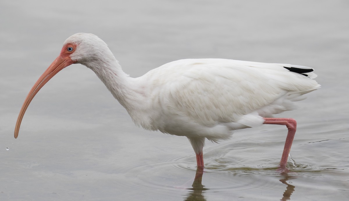 ibis bílý - ML141461381