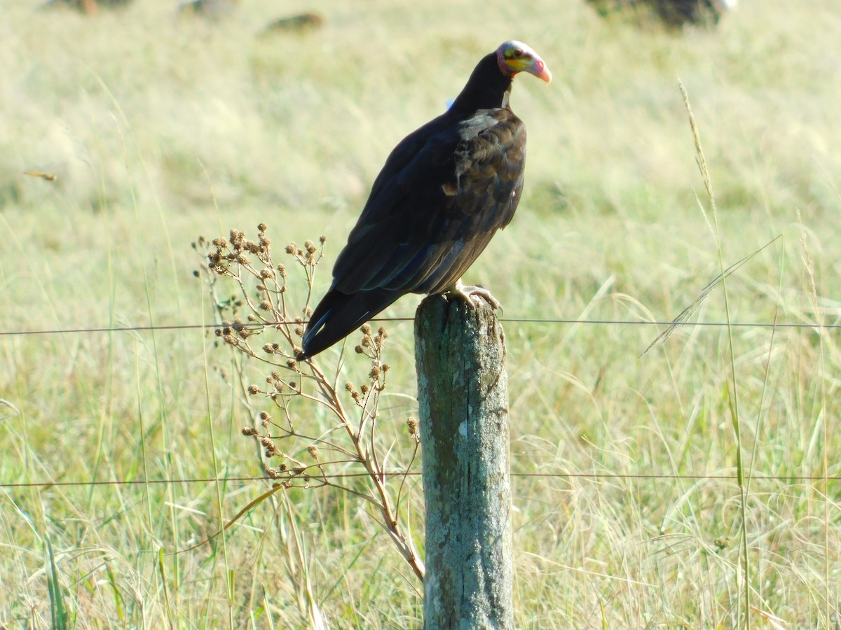 Lesser Yellow-headed Vulture - ML141465661