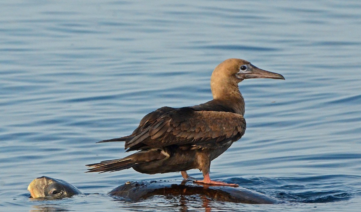 Red-footed Booby - ML141465681