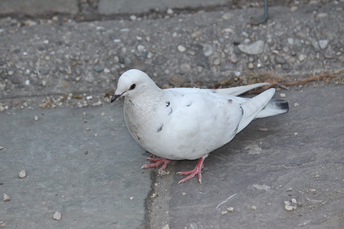 Rock Pigeon (Feral Pigeon) - Mark Gallagher