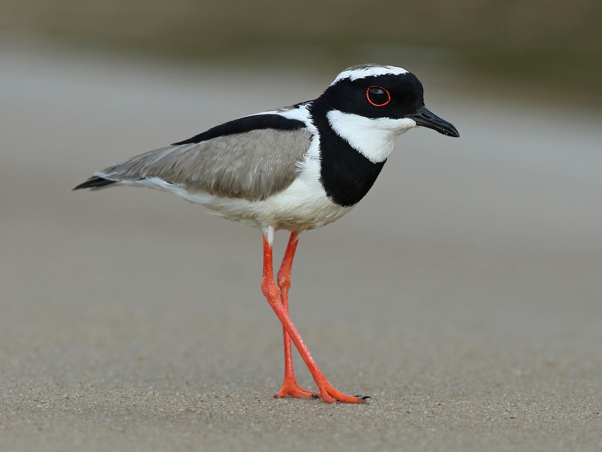 Pied Plover - Hoploxypterus Cayanus - Birds Of The World