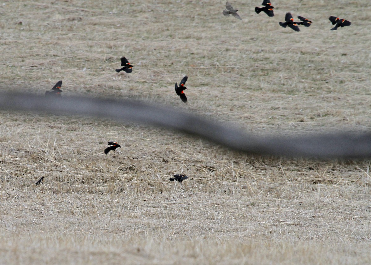 Red-winged Blackbird (Red-winged) - N. Wade Snyder