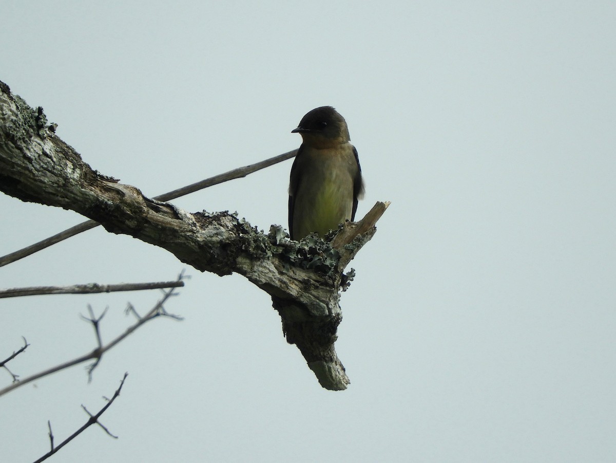 Southern Rough-winged Swallow - ML141466991