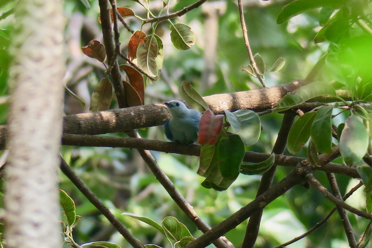 Blue-gray Tanager - ML141468531