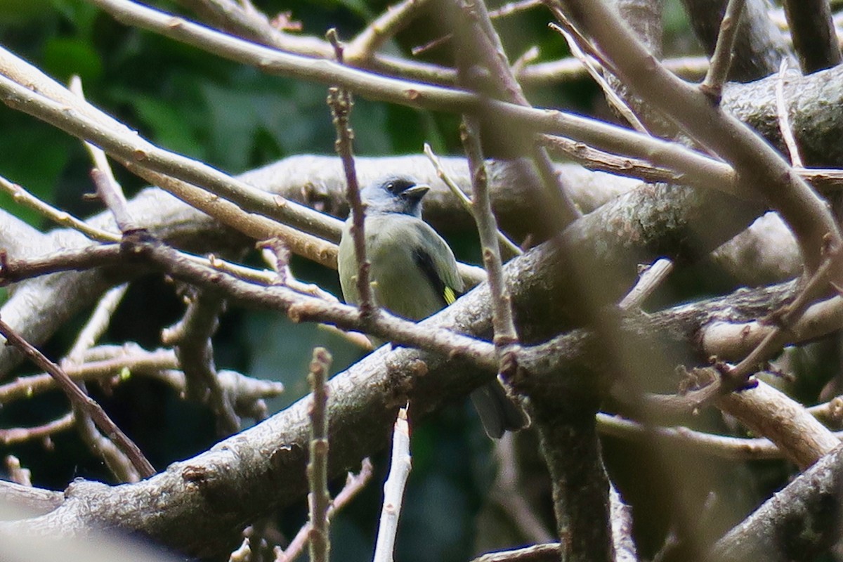 Yellow-winged Tanager - ML141468741