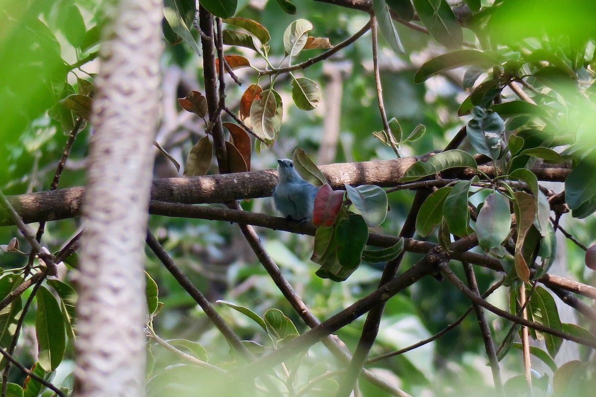 Blue-gray Tanager - ML141468781
