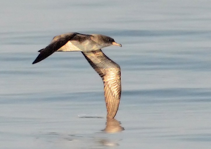 Pink-footed Shearwater - ML141471741