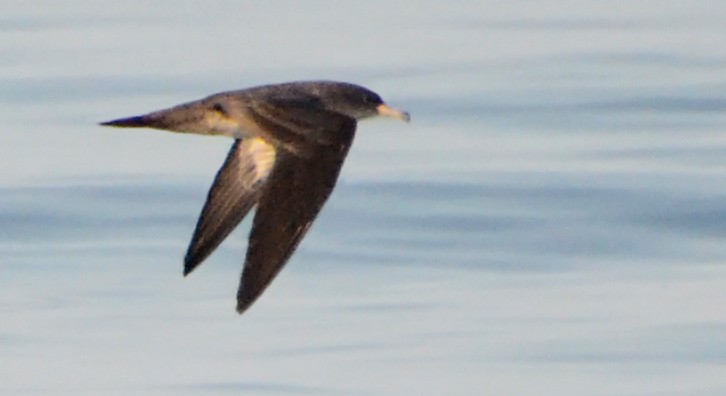 Pink-footed Shearwater - Steven Mlodinow